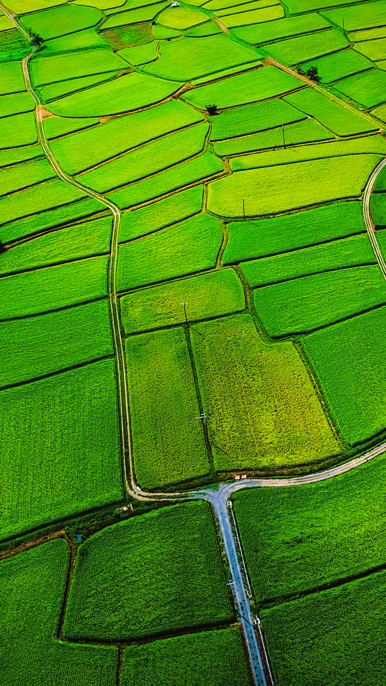 Paddy Fields Paddy Fields